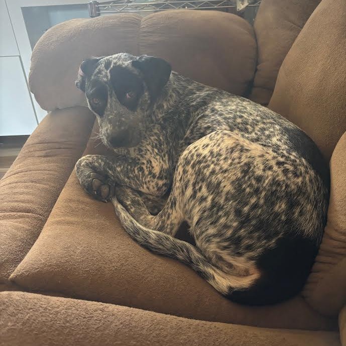 Bluey - Active & Attentive Gal!