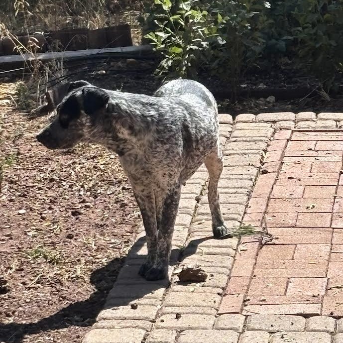 Bluey - Active & Attentive Gal!