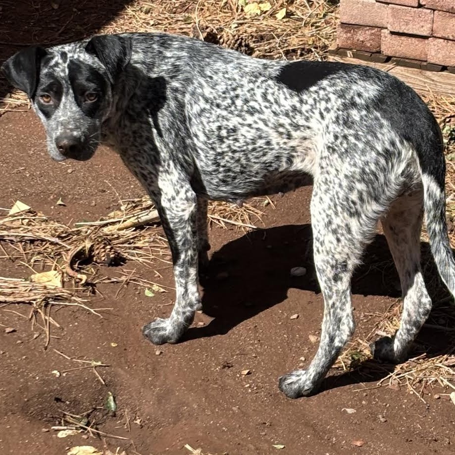 Bluey - Active & Attentive Gal!