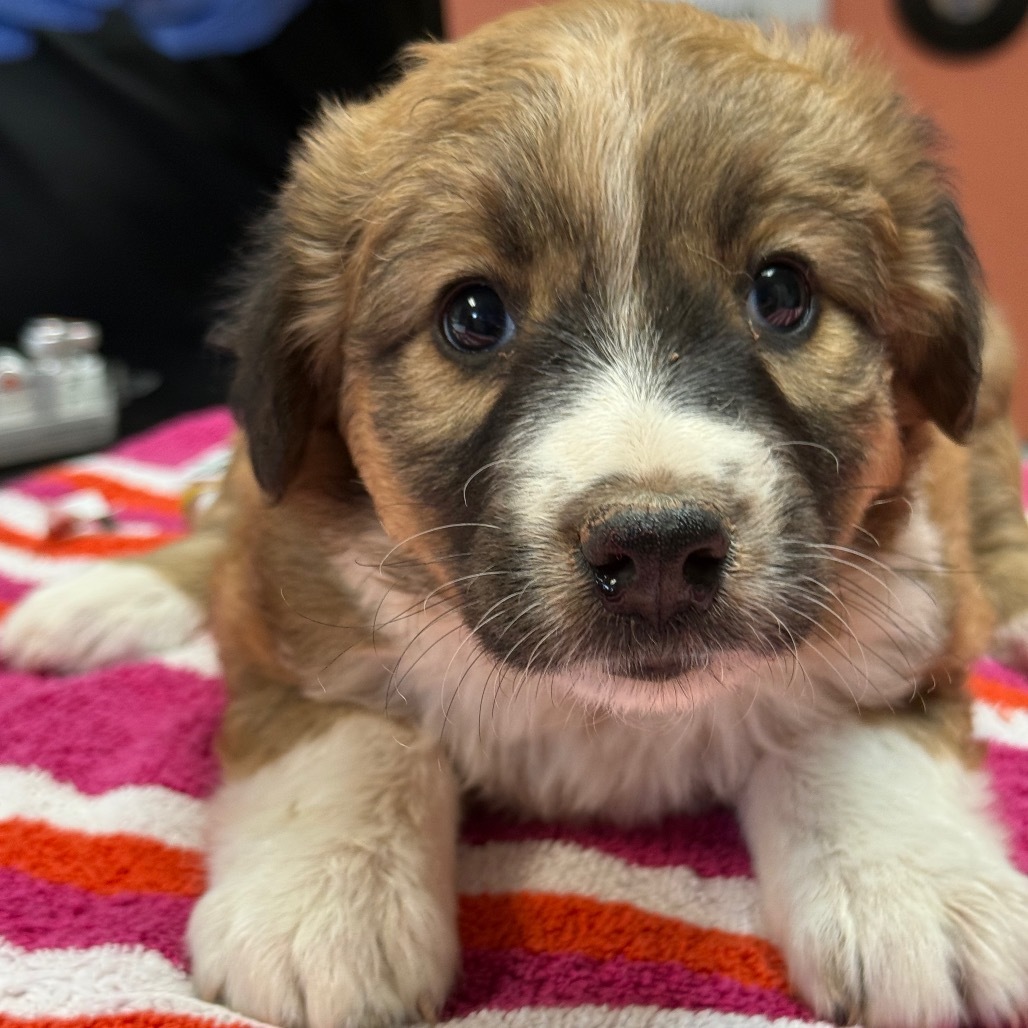 Gryffindor - Shy, but Gentle & Friendly! Good w/ Dogs!