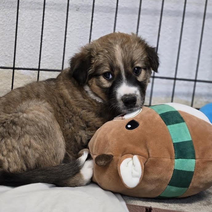 Gryffindor - Shy, but Gentle & Friendly! Good w/ Dogs!