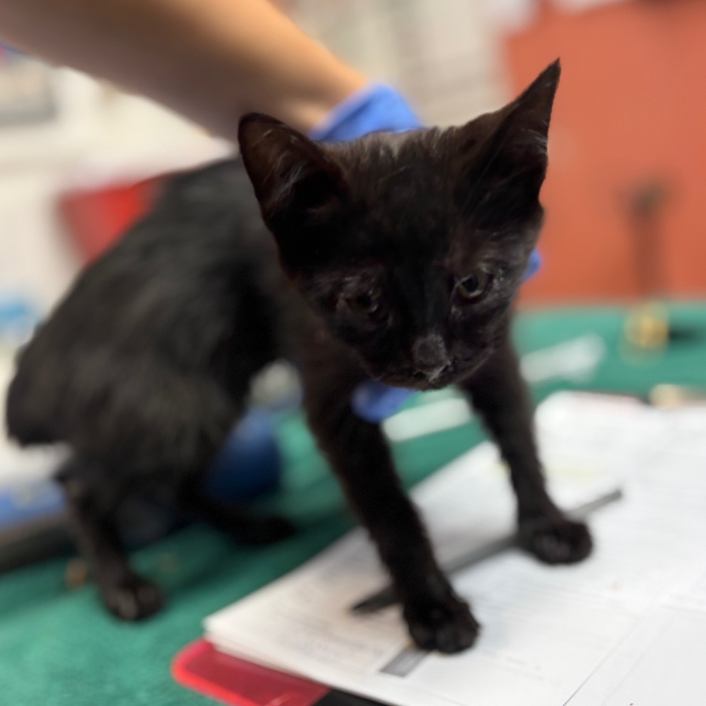 Wednesday - Affectionate Lap Cat! Good w/ Dogs, Cats, & Kids!