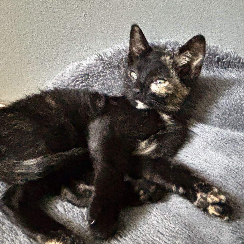 Needle (Bitsy)- Playful & Watchful! Good w/ Dogs, Cats, & Kids!