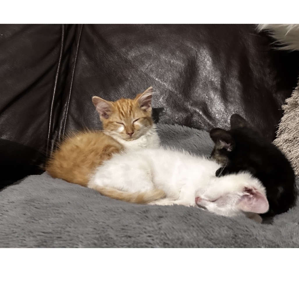 Needle (Bitsy)- Playful & Watchful! Good w/ Dogs, Cats, & Kids!