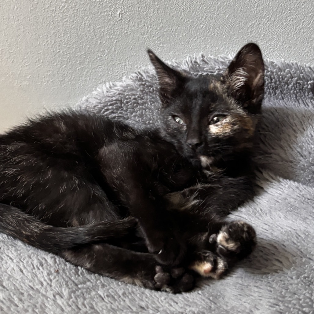 Needle (Bitsy)- Playful & Watchful! Good w/ Dogs, Cats, & Kids!