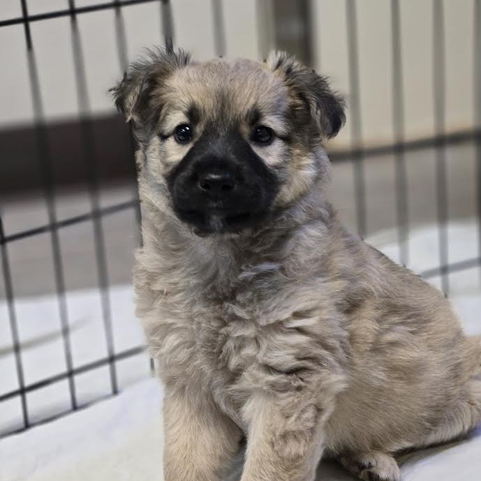 Hogwarts - Energetic Cuddlebug! Good w/ Dogs!