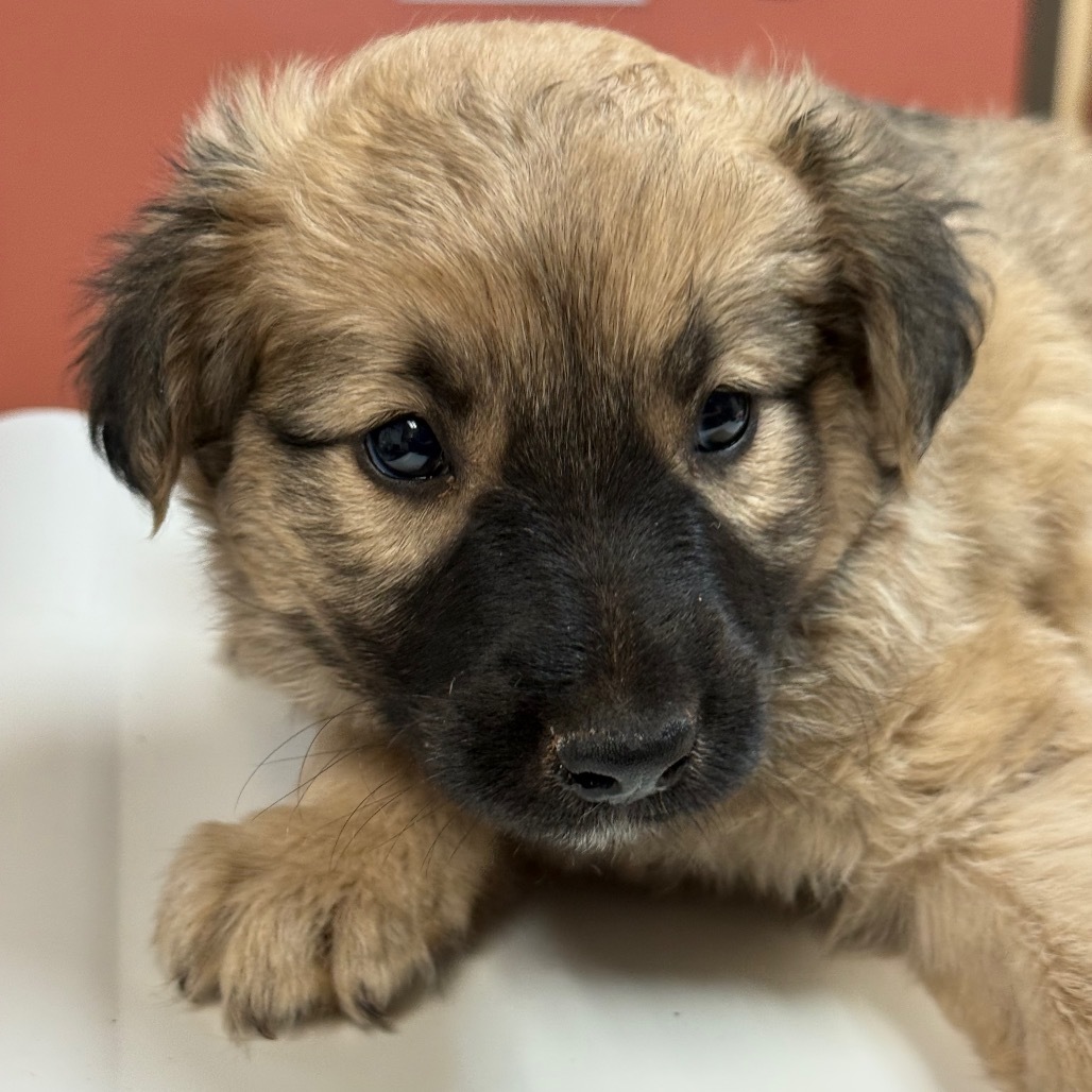 Hogwarts - Energetic Cuddlebug! Good w/ Dogs!