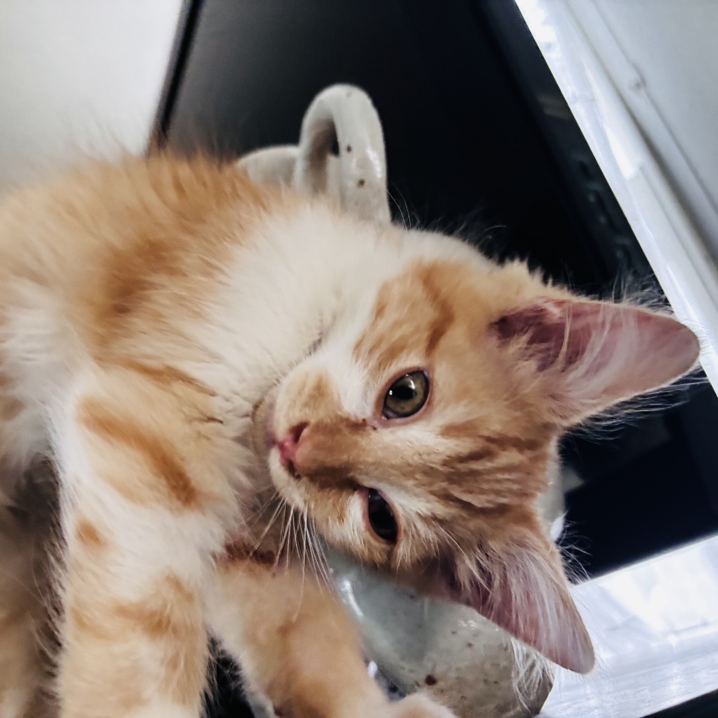 Thread (Blitz)- Social & Love Pets! Good w/ Dogs, Cats, & Kids!