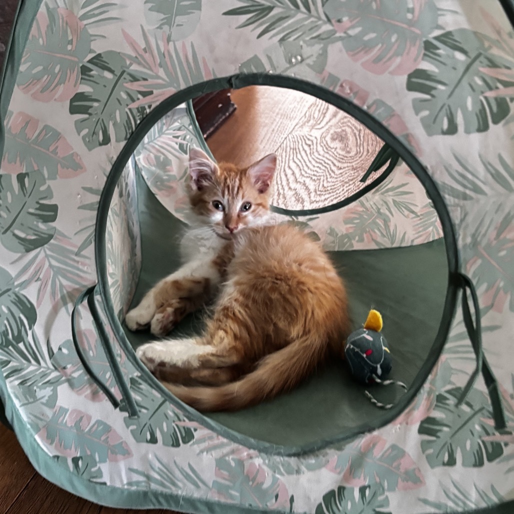 Thread (Blitz)- Social & Love Pets! Good w/ Dogs, Cats, & Kids!