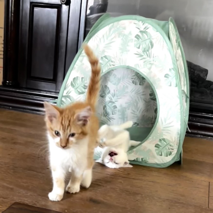 Thread (Blitz)- Social & Love Pets! Good w/ Dogs, Cats, & Kids!