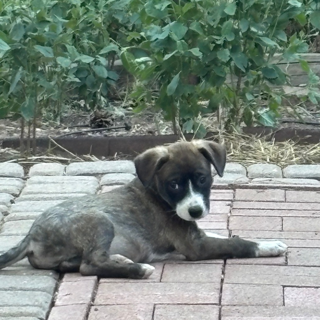 Brownie- Handsome & Cuddly!