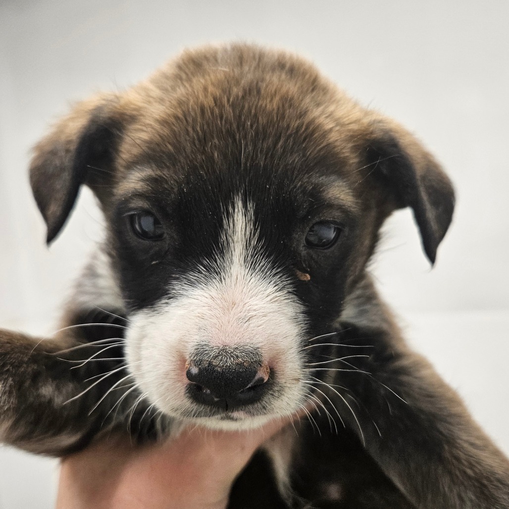 Brownie- Handsome & Cuddly!
