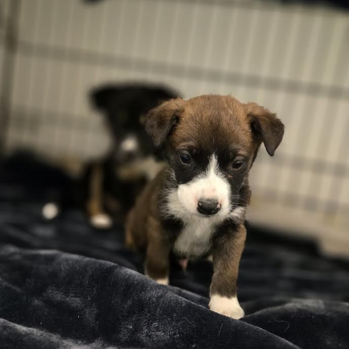 Brownie- Handsome & Cuddly!
