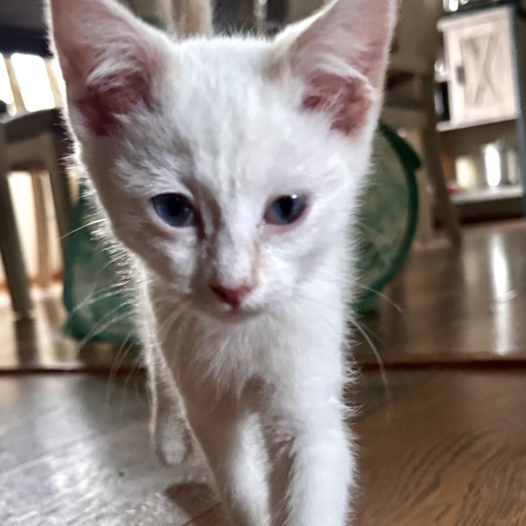 Thimble (Bijou)- A Couch! Loves Cuddles! Good w/ Dogs, Cats, & Kids!
