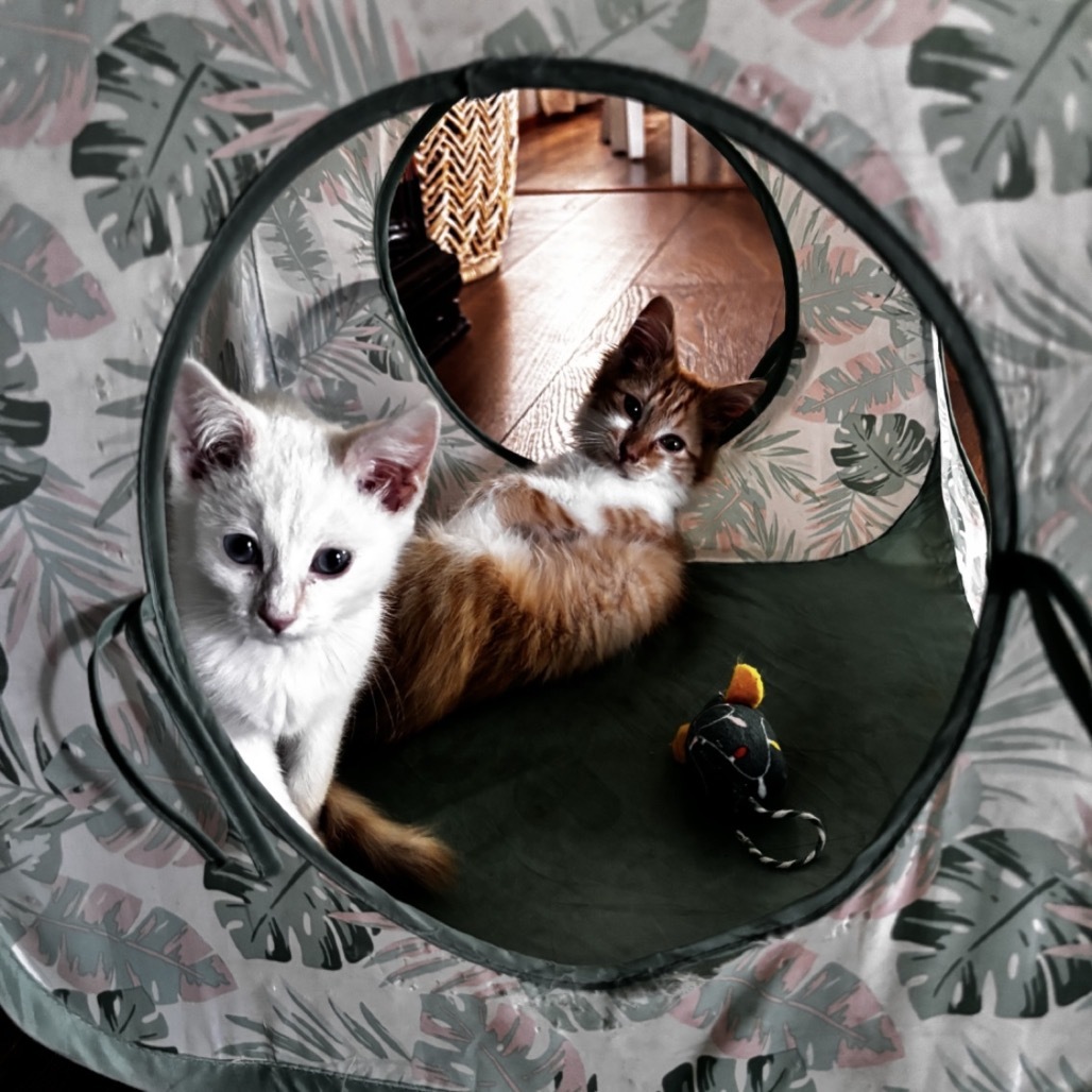Thimble (Bijou)- A Couch! Loves Cuddles! Good w/ Dogs, Cats, & Kids!