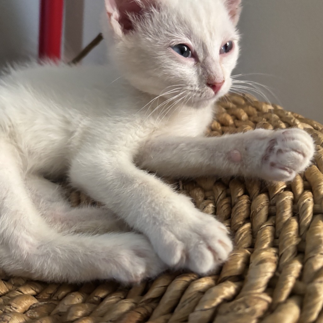 Thimble (Bijou)- A Couch! Loves Cuddles! Good w/ Dogs, Cats, & Kids!