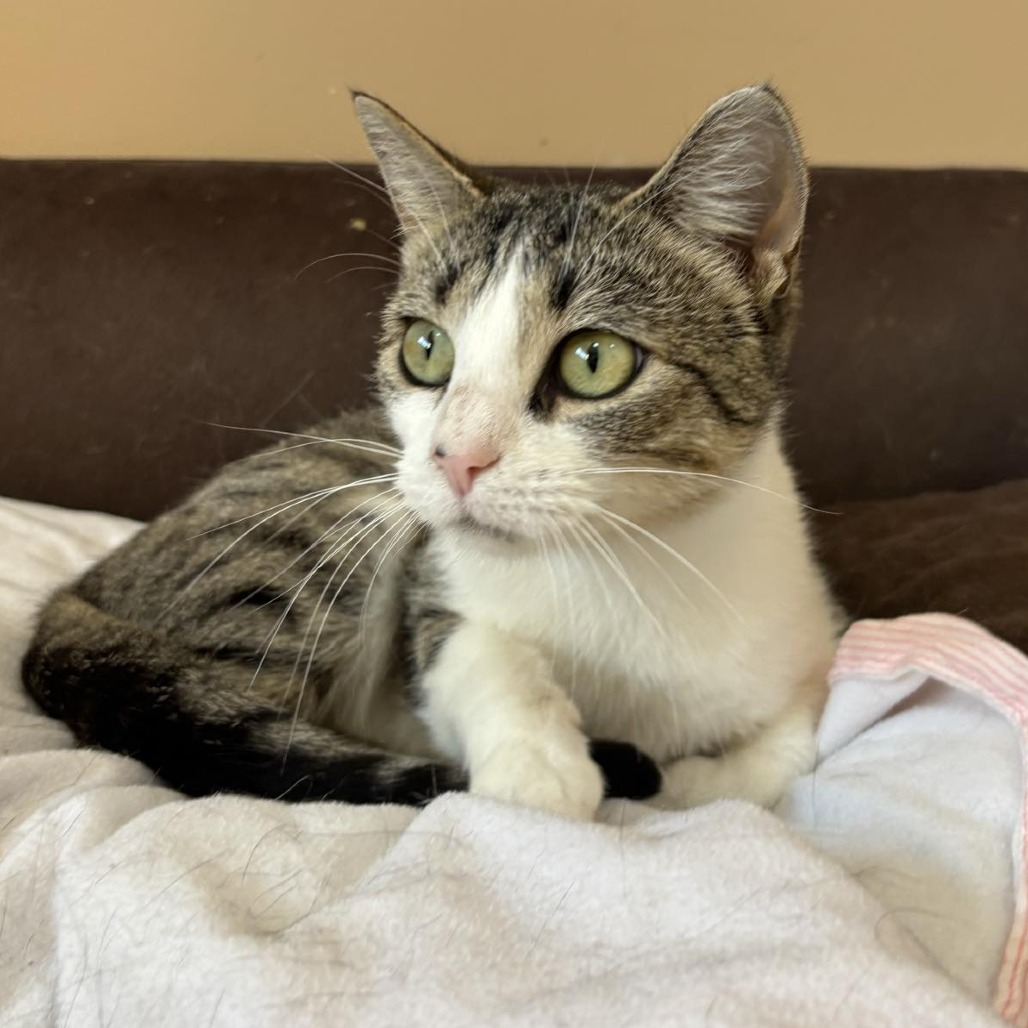 Nora, an adoptable Domestic Short Hair in Wadena, MN, 56482 | Photo Image 1