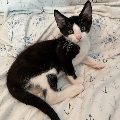 Vito