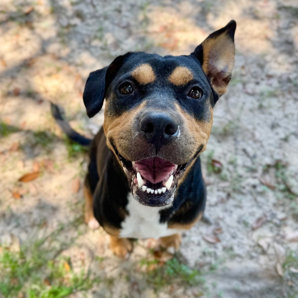 Gracie