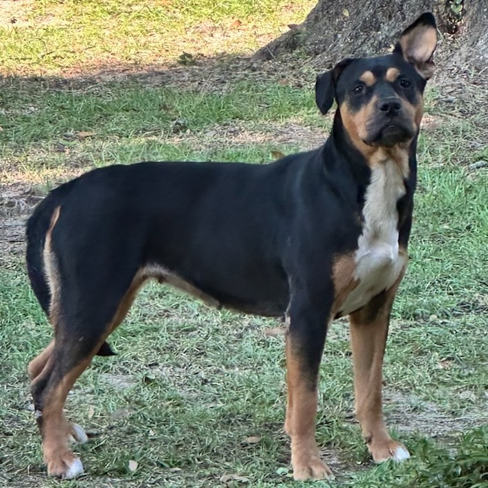 Gracie