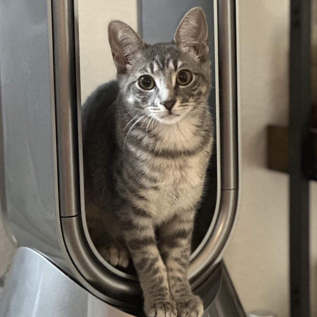 Sylvie