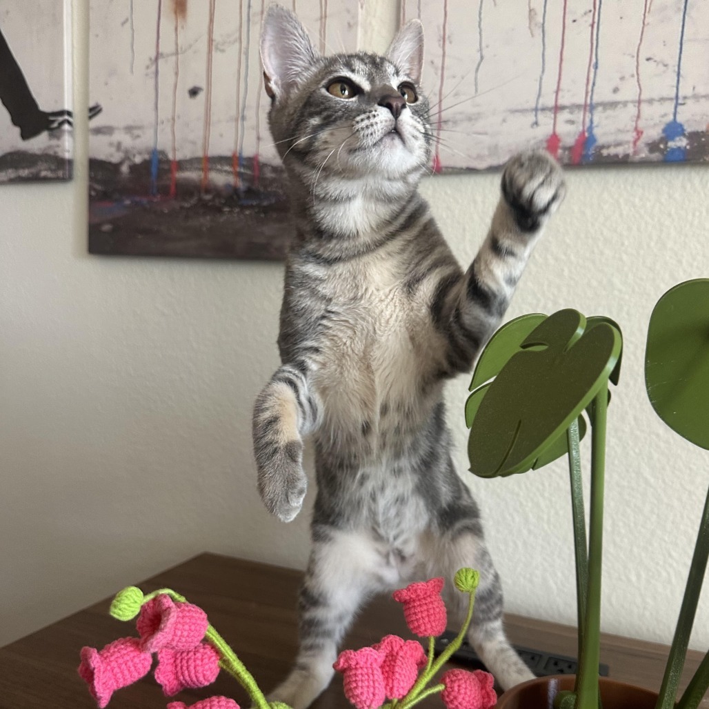 Sylvie
