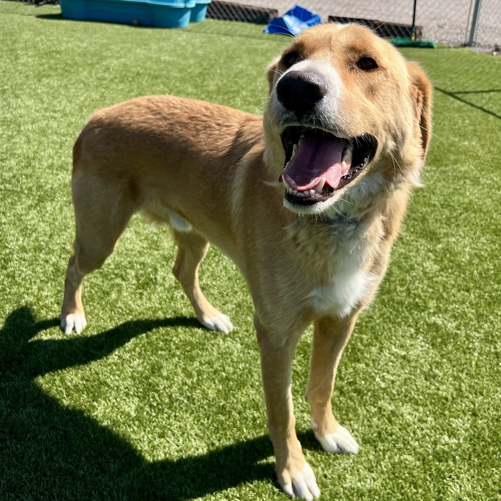 Cooper, an adoptable Yellow Labrador Retriever, Anatolian Shepherd in Idaho Falls, ID, 83402 | Photo Image 1