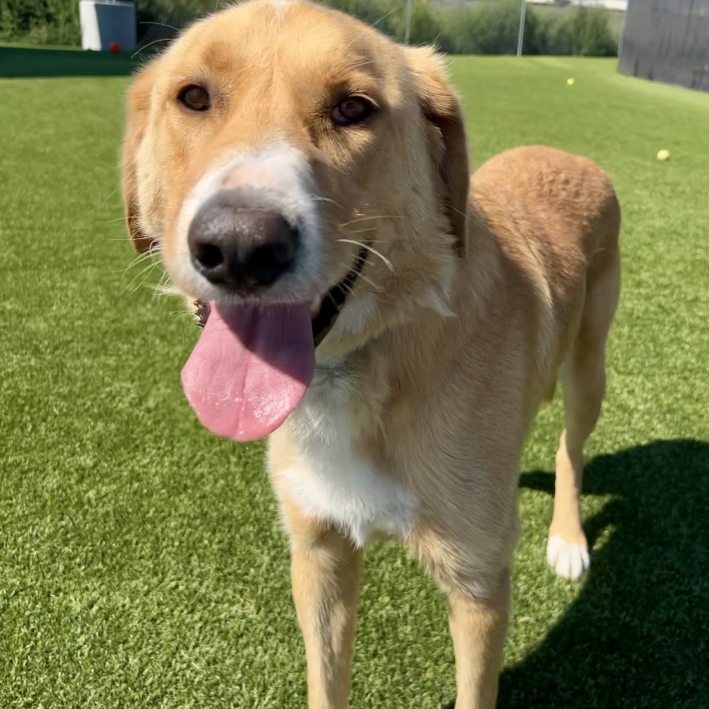 Cooper, an adoptable Yellow Labrador Retriever, Anatolian Shepherd in Idaho Falls, ID, 83402 | Photo Image 2