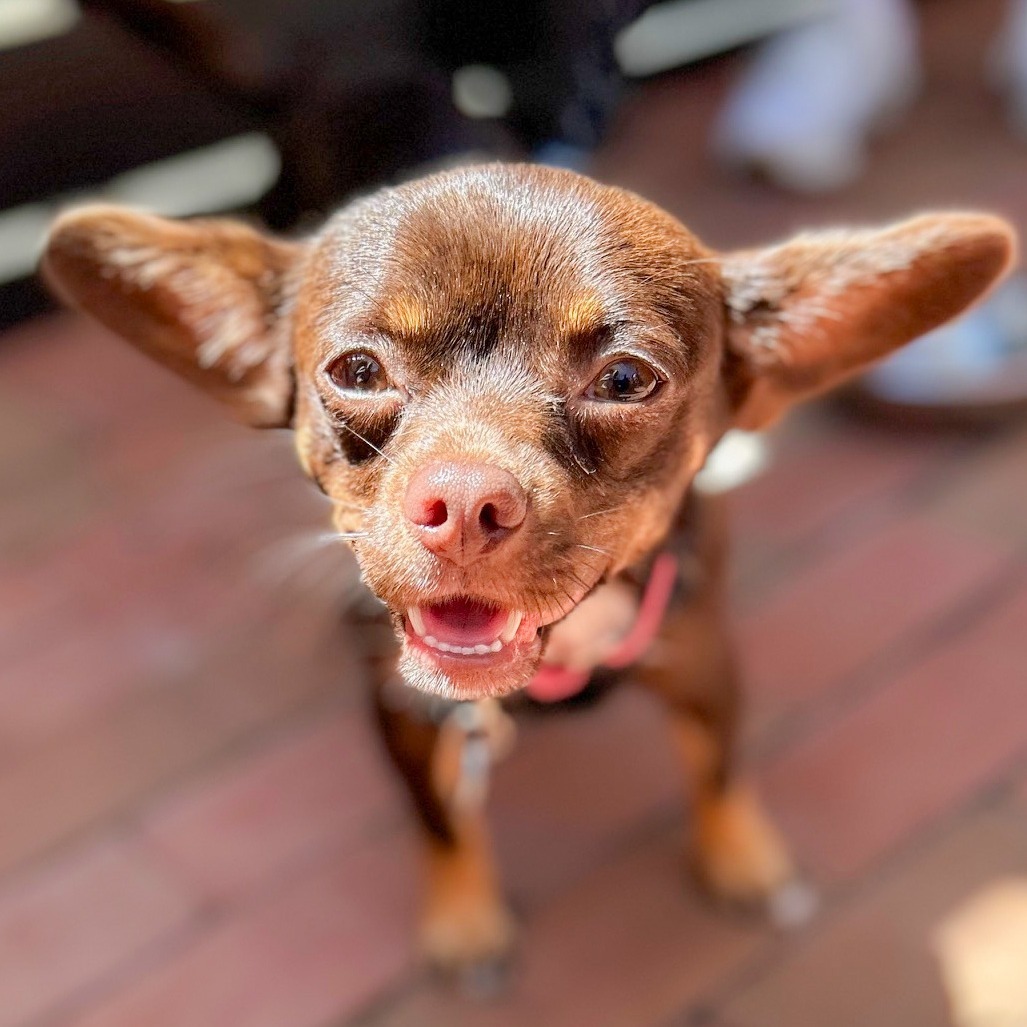 Coco