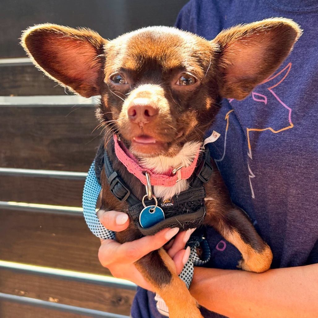 Coco