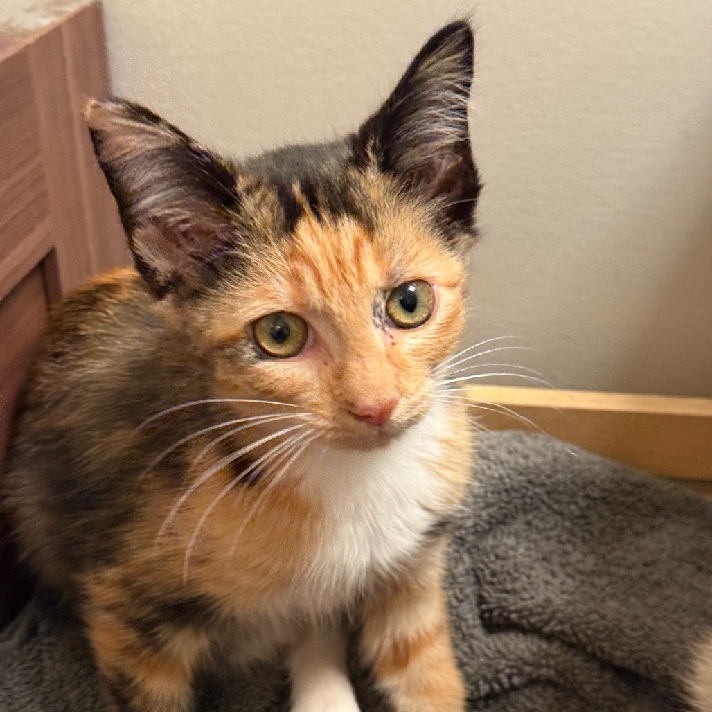 Chocolate Kittens - Godiva