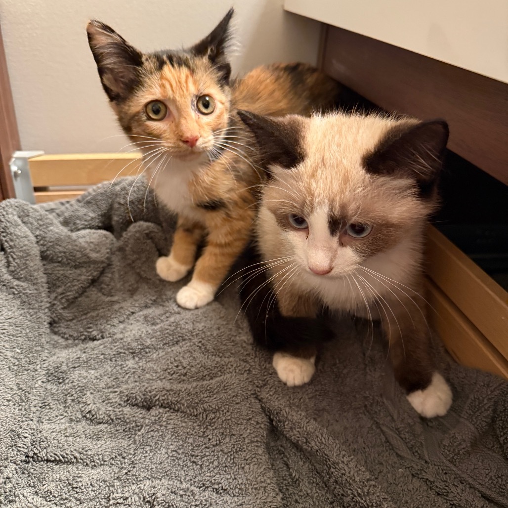 Chocolate Kittens - Godiva