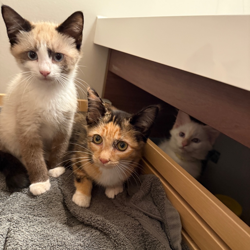 Chocolate Kittens - Godiva