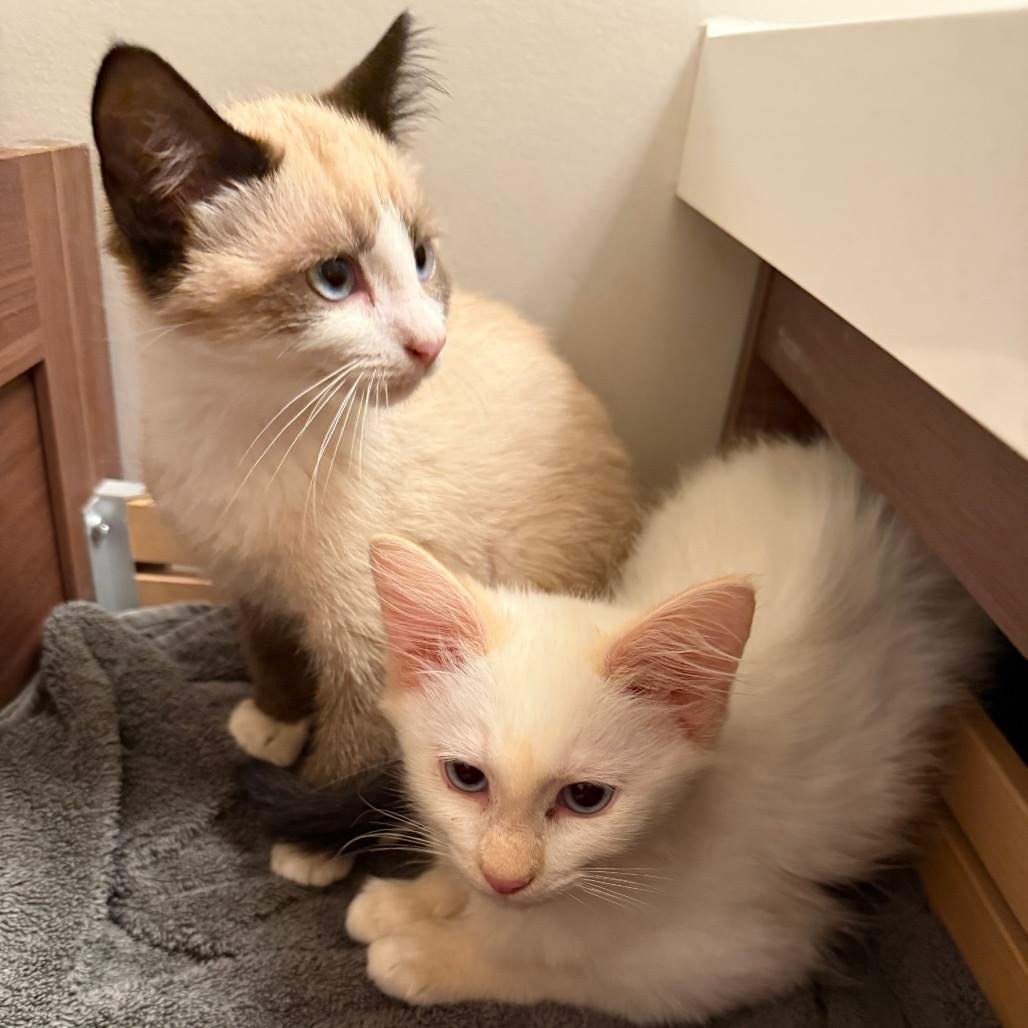 Chocolate Kittens - Lindt