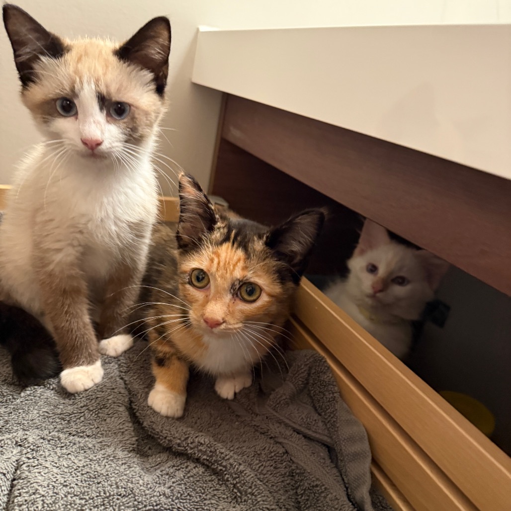 Chocolate Kittens - Lindt