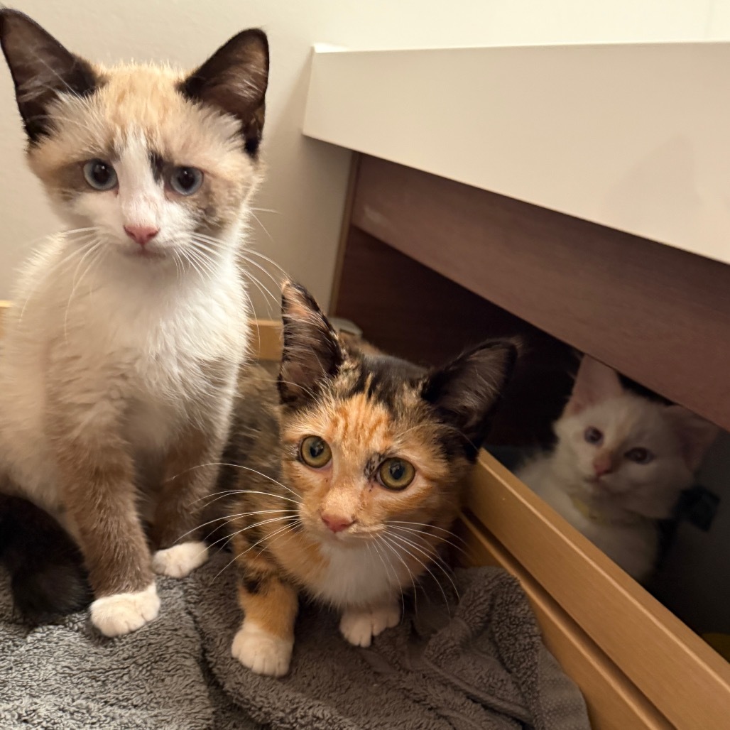Chocolate Kittens - Toblerone