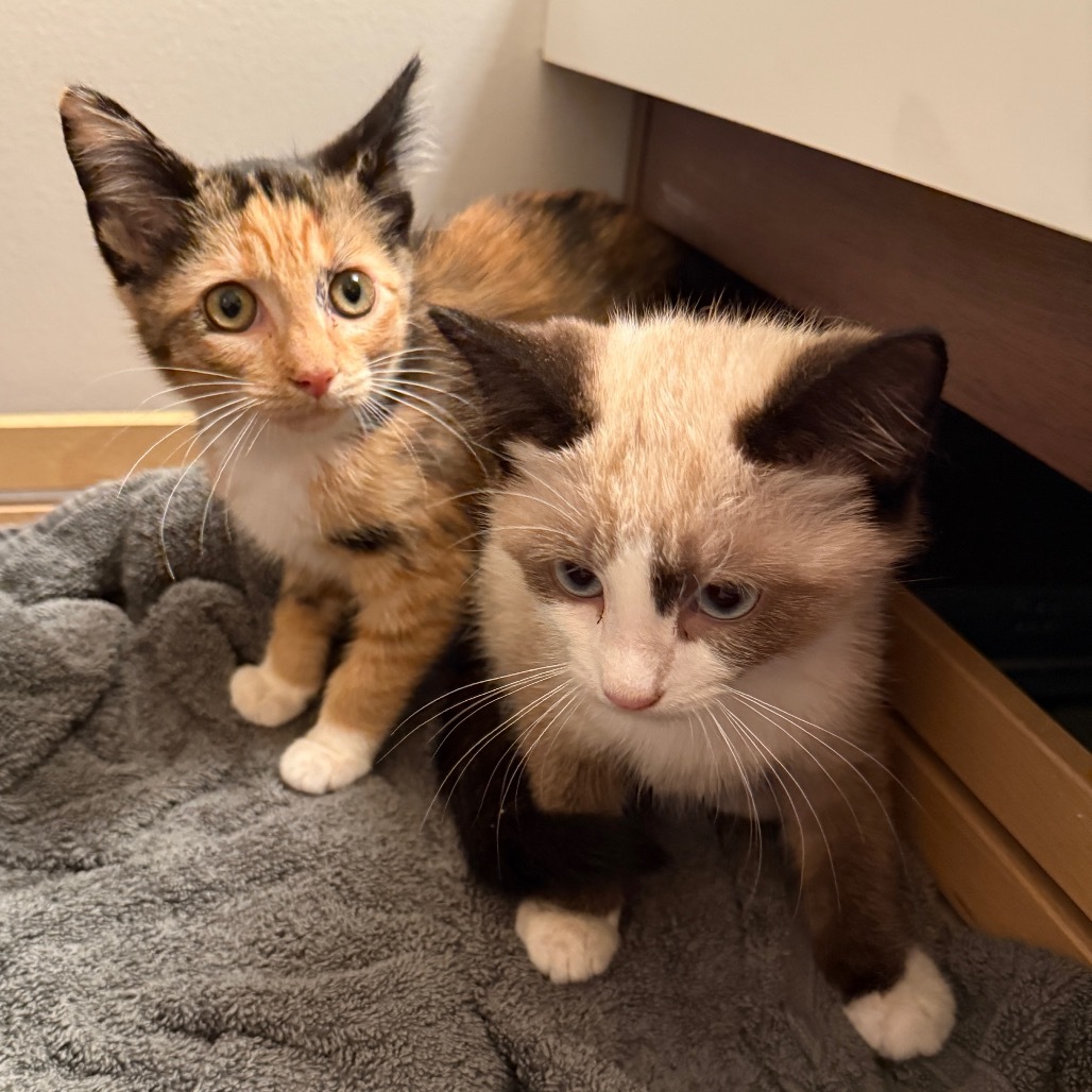 Chocolate Kittens - Toblerone