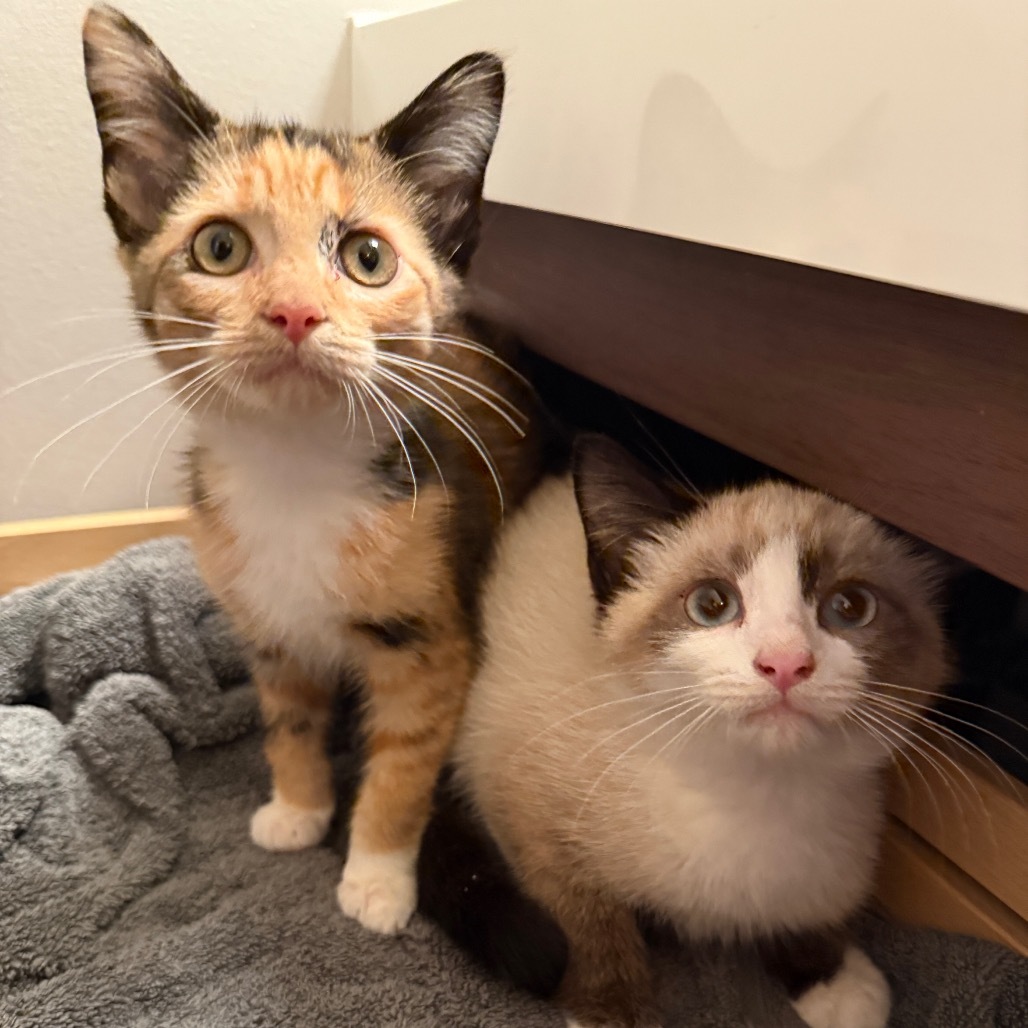 Chocolate Kittens - Toblerone