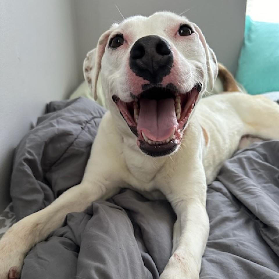 Louie (Kramer)