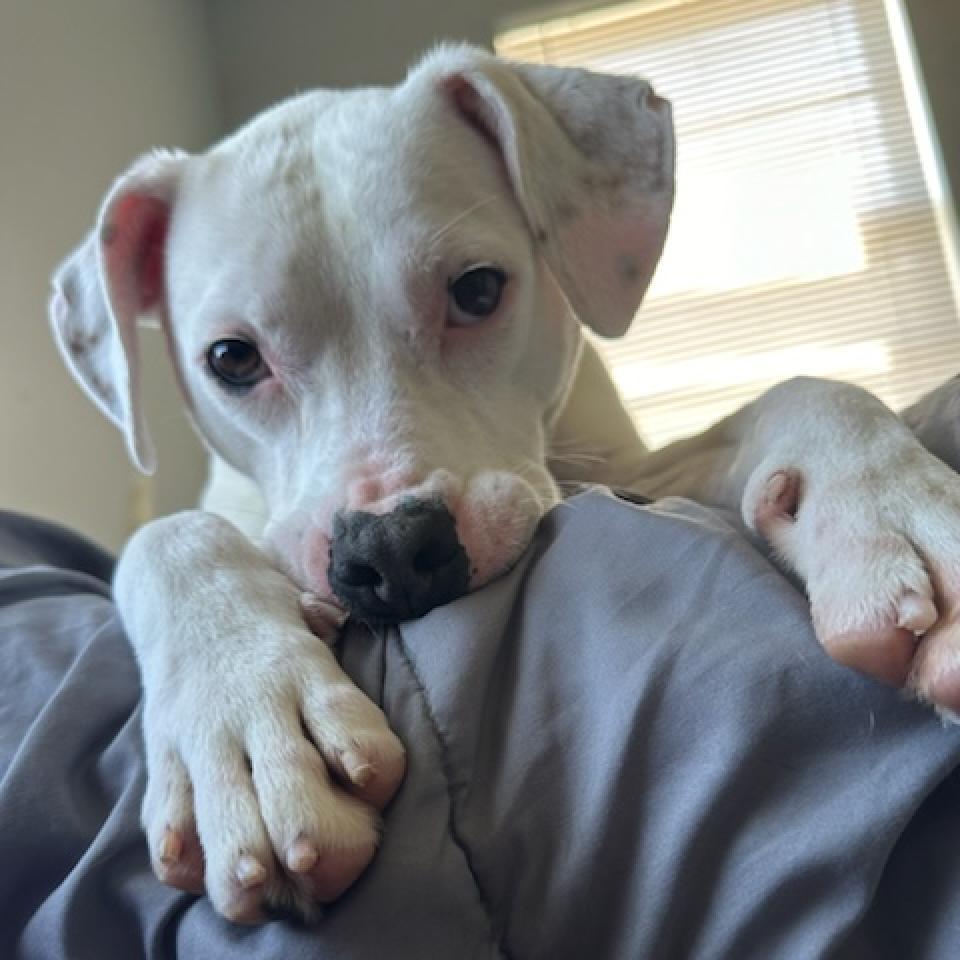Louie (Kramer)