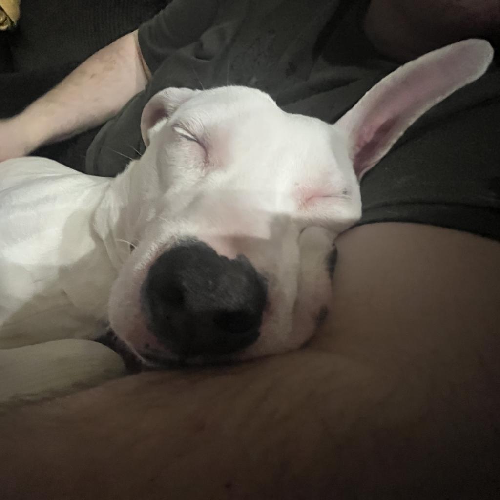 Louie (Kramer)