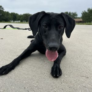 Addie, Adult Female unknown