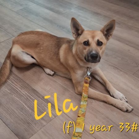 Lila photo