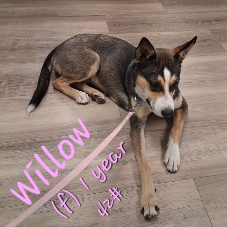 Willow photo