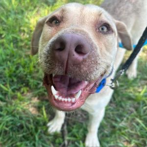 Clover (FKA- Lund), Adult Female unknown