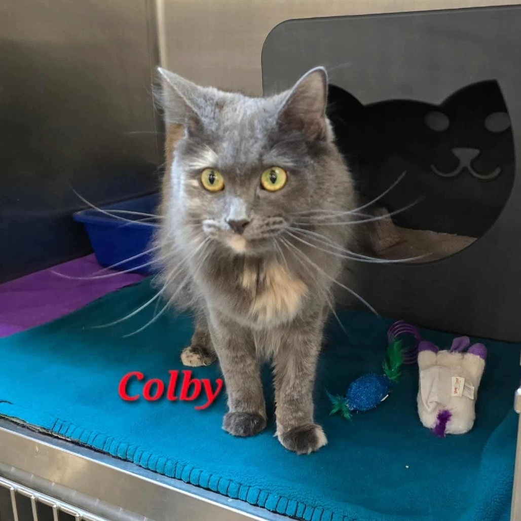 Colby