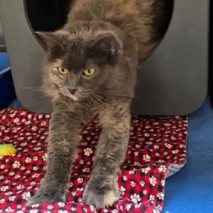Colby, Adult Female unknown