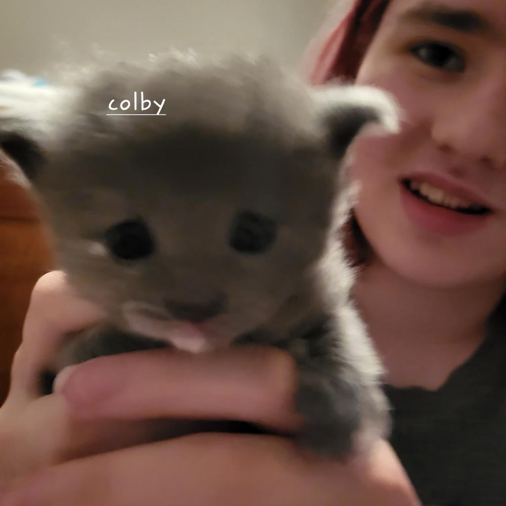 Colby