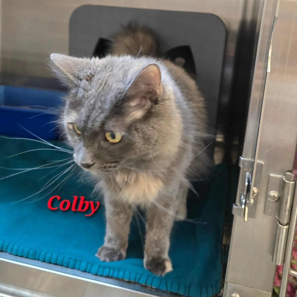 Colby
