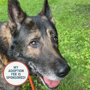 Ozzy - IN FOSTER, Senior Male unknown